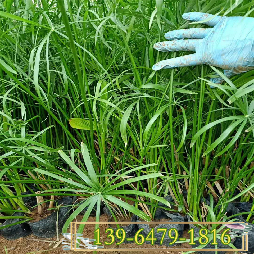 盆栽旱伞草袋苗水竹 风车草盆苗 改善水质 河道绿化工程绿化苗