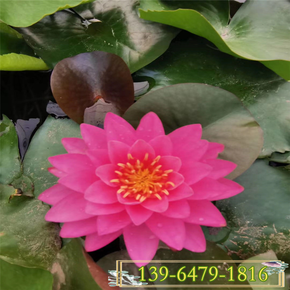 睡莲小苗种植基地 绿化碗莲容器苗批发市场 青州花卉一手货源