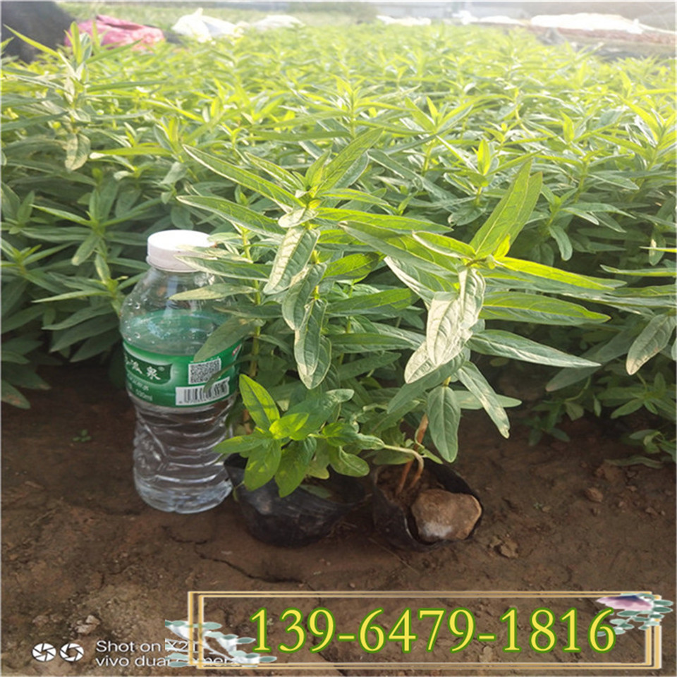 高度20公分千屈菜小苗 湿地绿化千屈菜杯苗 宿根花卉基地直供
