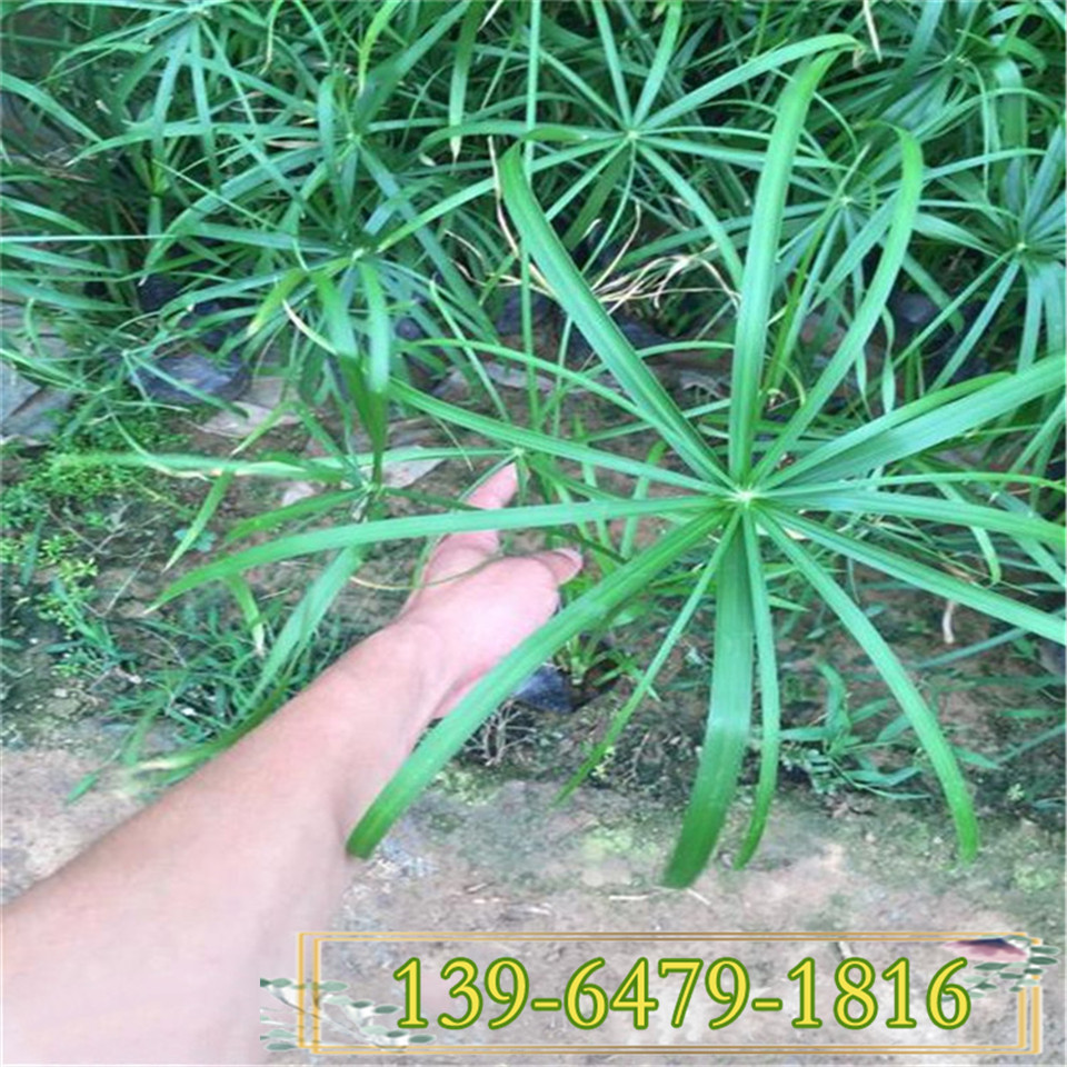 旱伞草盆栽苗 风车草种植基地 水生植物旱伞草批小苗发价格