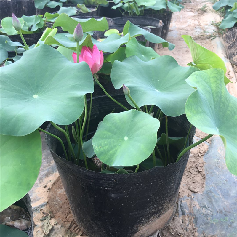 开花大的荷花上车价 荷花幼苗种植基地  北方货源荷花小苗报价