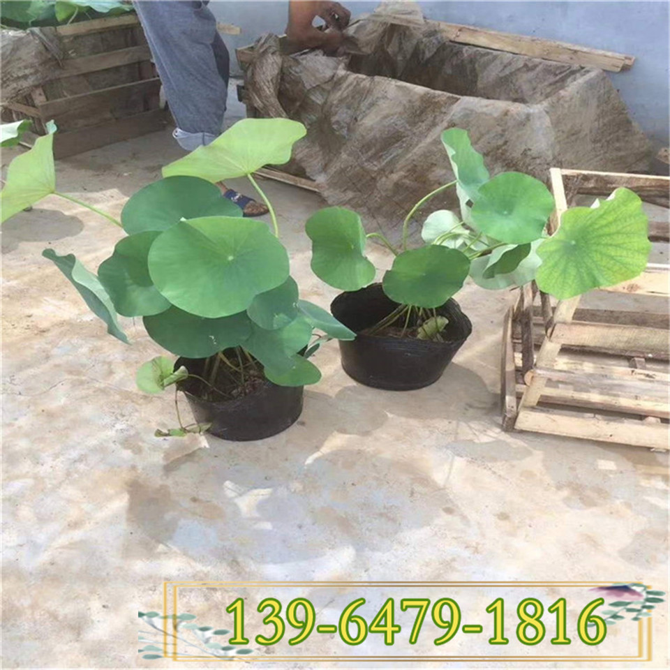 荷花袋苗水生花卉 白洋淀荷花小苗供应 碗莲供应价格