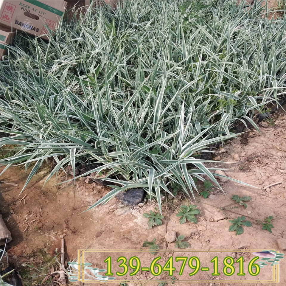 多芽花叶芦竹苗上车价 山东靠谱的青叶芦竹小苗供应商
