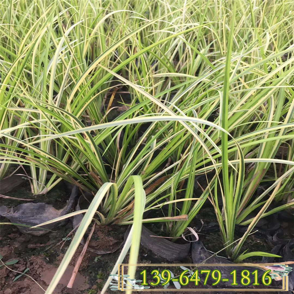 金边观赏草种植基地 金叶苔草容器苗 金边石菖蒲小苗花镜常用花