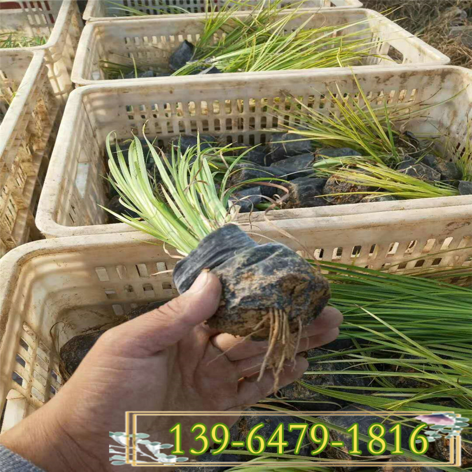 宿根花卉金叶苔草小苗 金边石菖蒲营养杯苗 水生植物观赏草
