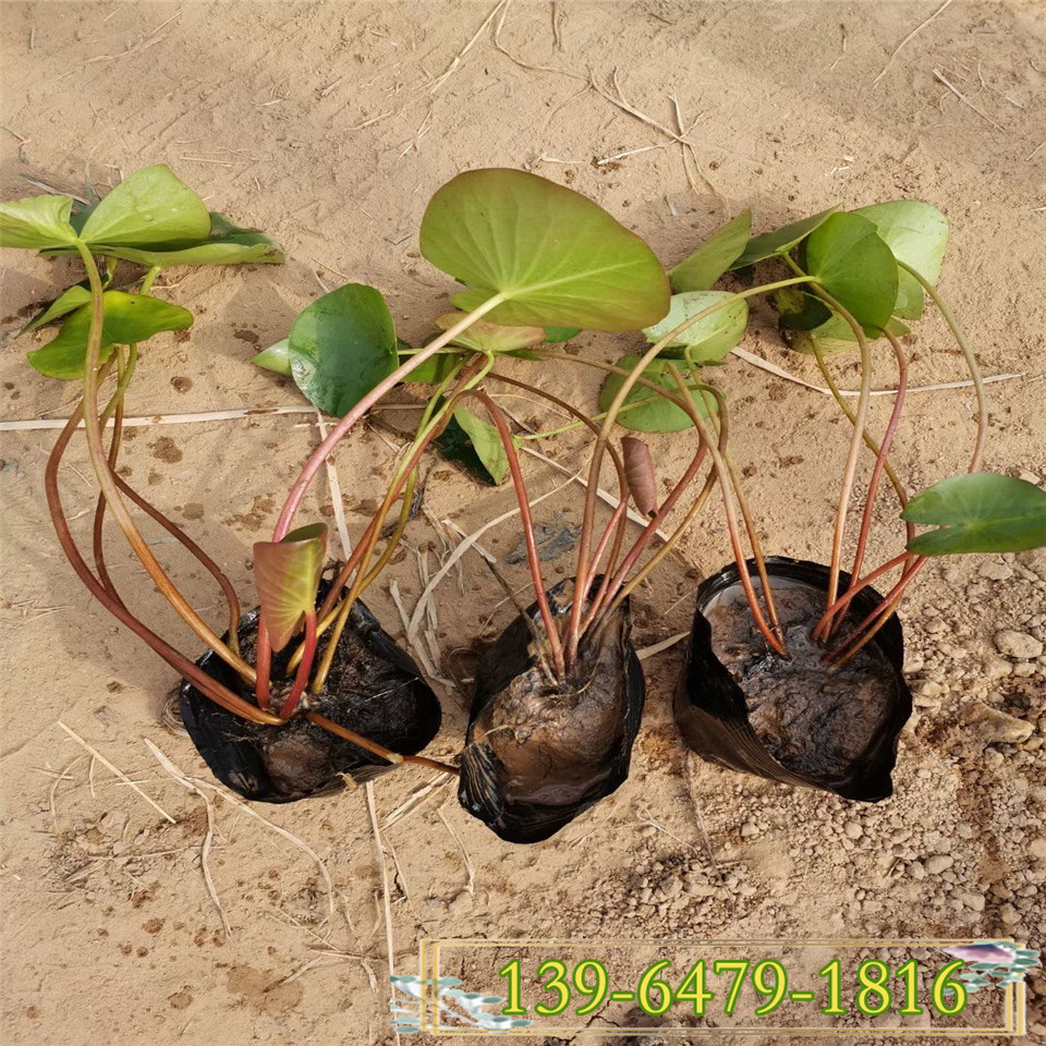 开花好的睡莲种苗上车价 碗莲幼苗种植基地  北方货源睡莲带盆发货厂家
