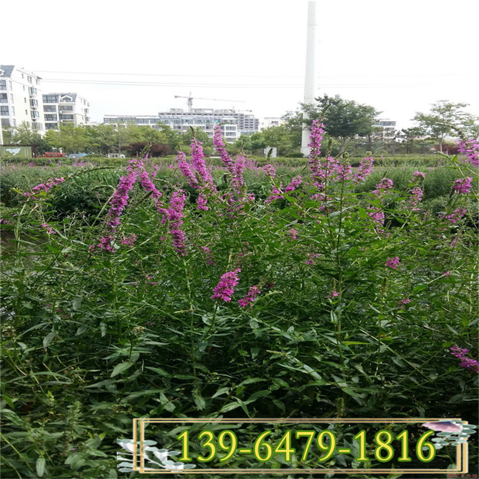 河边开红色花千屈菜容器苗 水枝柳水柳鞭草 千屈菜花苗