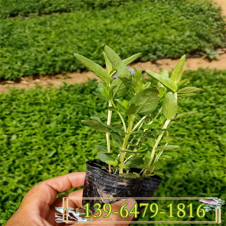 水柳水枝柳杯苗 耐寒喜水湿地植物绿化苗 千屈菜带土盆栽苗 