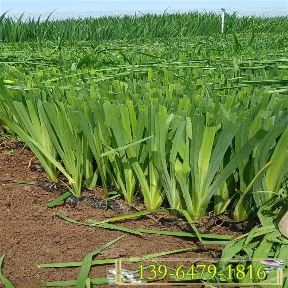 绿化水培植物 西伯利亚鸢尾杯苗 常绿黄花鸢尾绿化苗