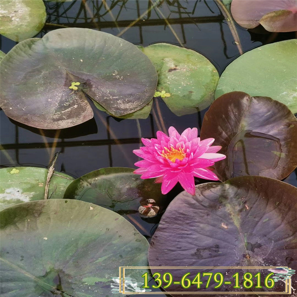 睡莲小苗种植基地 品种碗莲大型批发市场 青州花卉大量供应