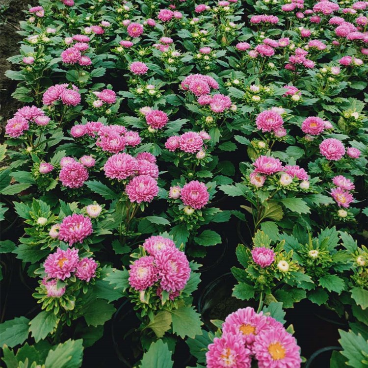 自家种植翠菊  量大优惠 翠菊绿化  花坛租摆