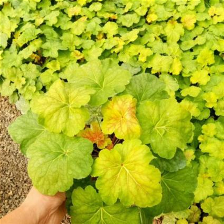 矾根种植基地 订购大量矾根盆栽 双色盆矾根