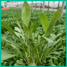 庭院观赏花卉大花金鸡菊 青州盆栽花卉供应 腾骏