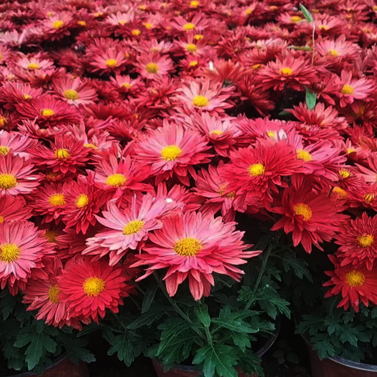 国庆菊批发  国庆菊销售 国庆菊种植户 夏杰花卉