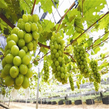 新品种阳光玫瑰葡萄  口感好鲜葡萄   果肉鲜脆多汁  培育基地发货