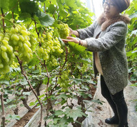 自家基地现摘新鲜葡萄  阳光玫瑰葡萄  口感好鲜葡萄  耐储运
