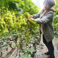自家基地现摘新鲜葡萄  阳光玫瑰葡萄  口感好鲜葡萄  耐储运