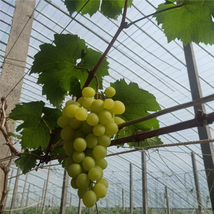 常年培育阳光玫瑰葡萄苗   云南阳光玫瑰葡萄  基地发货