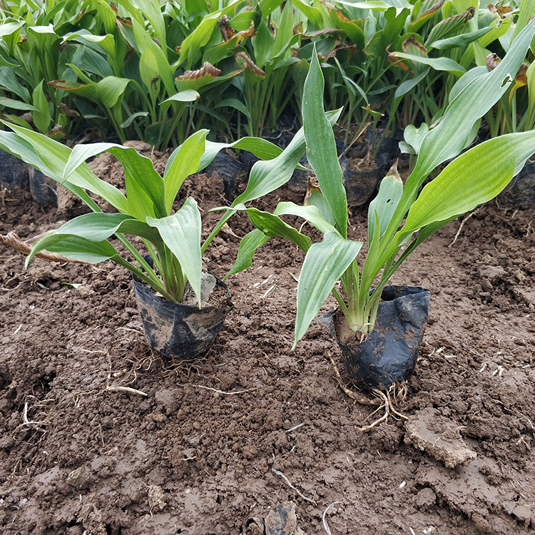 耐寒冷花卉 玉簪小苗 欣美玉簪种植基地