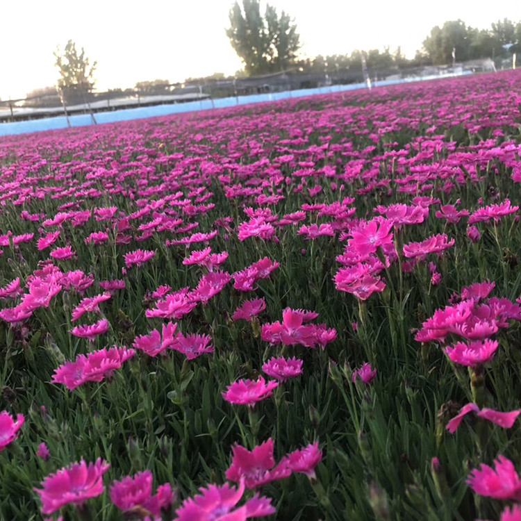 美丽的欧石竹小苗批发 岱青园林