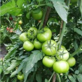  玉兔一号  供应番茄种子  西红柿种子  植株抗性好   高产  