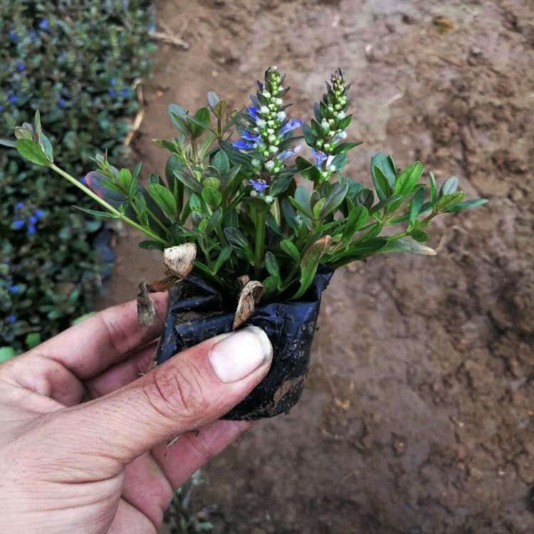多花筋骨草报价 盆栽多花筋骨草基地 青州多花筋骨草生产厂家 江瑞园艺多花筋骨草直批