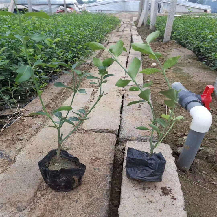大叶扶芳藤价格 大叶扶芳藤小苗 山东扶芳藤供应基地 大叶扶芳藤有卖 江瑞园艺