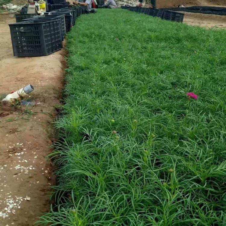 波斯菊 （秋英） 养花简单 可用于公园、花园、草地边缘、道路旁、小区旁的绿化栽植