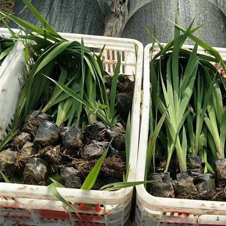 水体绿化植物 水生鸢尾苗 山东水生鸢尾行情