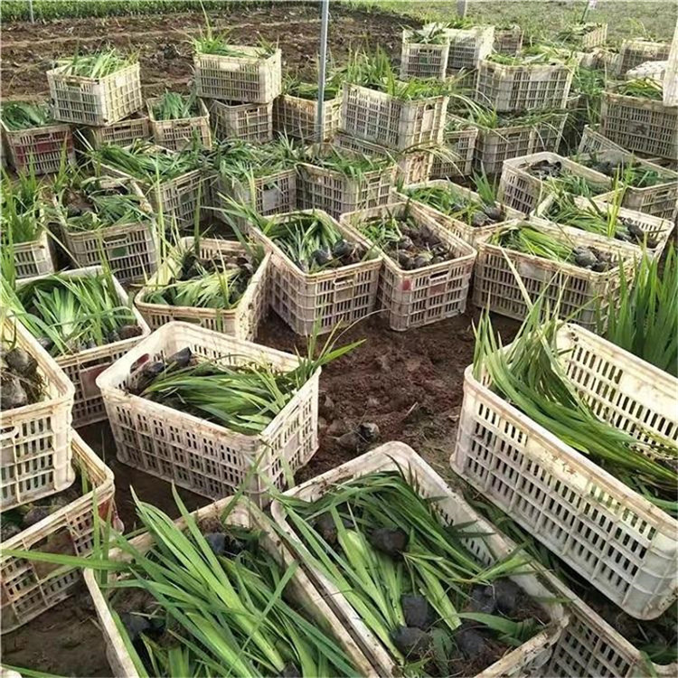 苗圃基地批发 水生鸢尾苗 青州水生鸢尾基地