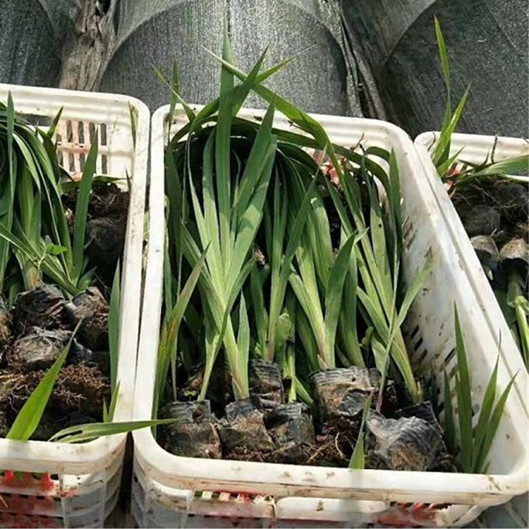 水生鸢尾苗 水生鸢尾基地 水体绿化植物
