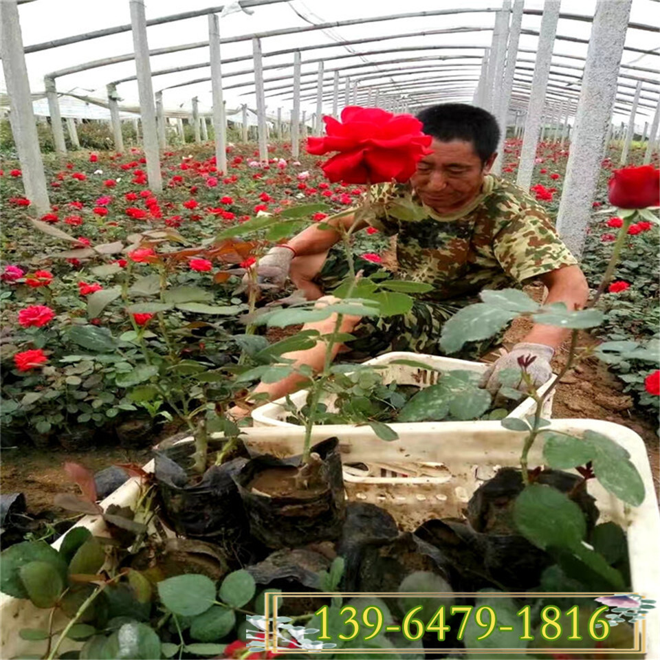 叶面好根系壮 青州多彩大花月季绿化苗价格  多分枝月季容器苗