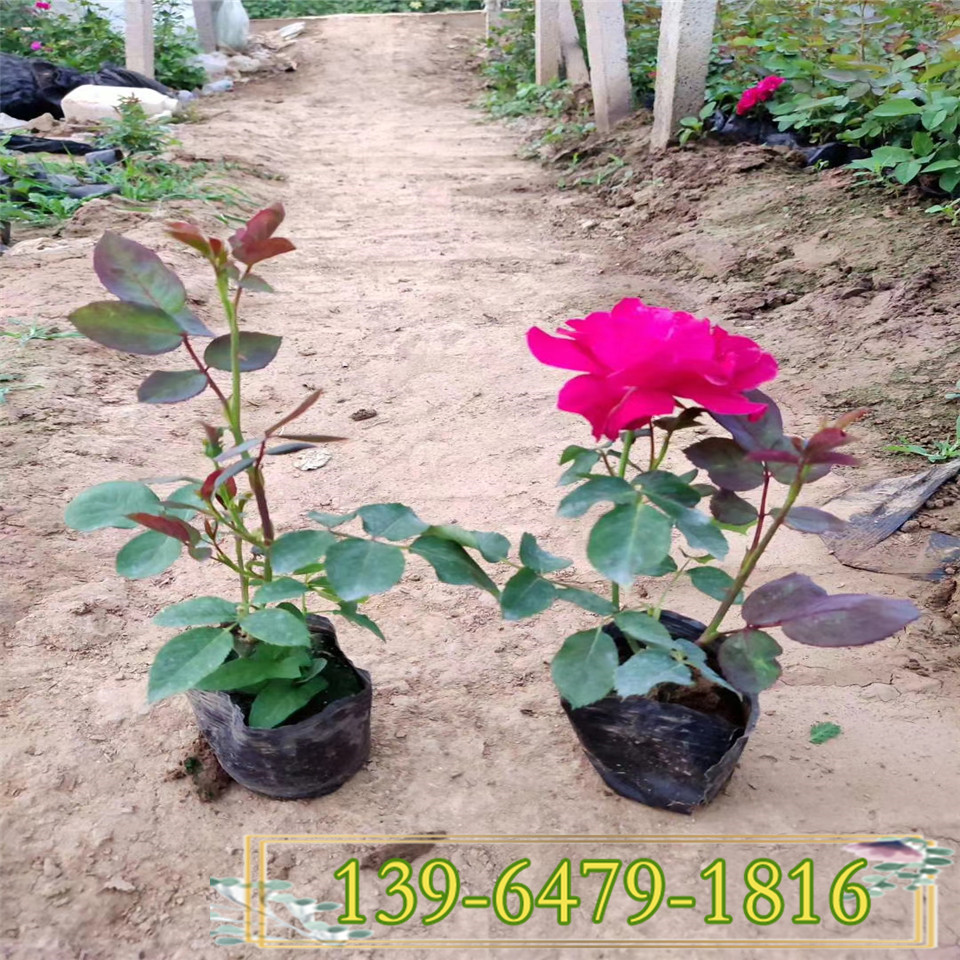 丰花月季小苗价格 品种多样的盆栽月季花苗 四川成都月季种植基地