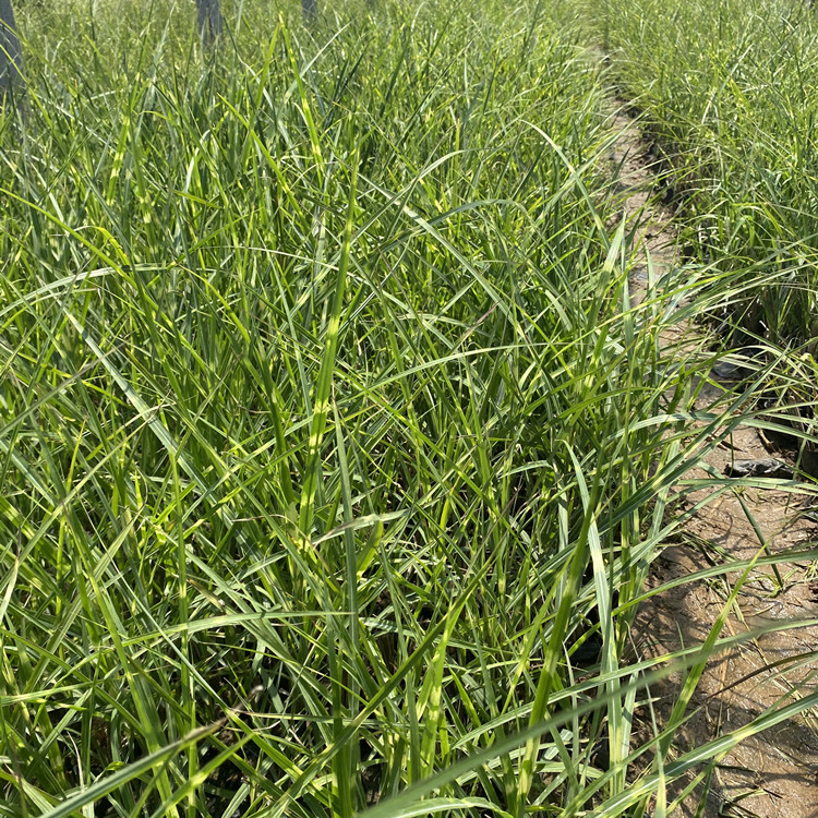 细叶芒 观赏草 细叶芒批发  同丰苗木