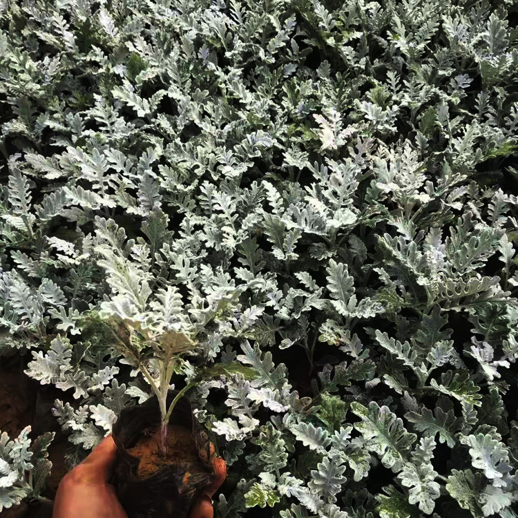 银叶菊价格 银叶菊出售 银叶菊种植基地 夏杰花卉