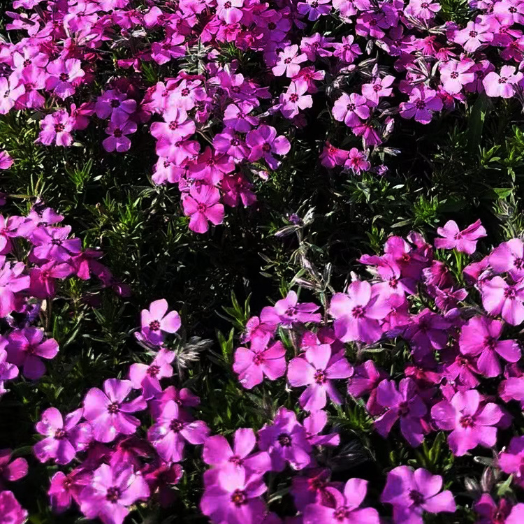 芝樱花种子  芝樱花种植基地  芝樱花批发  夏杰花卉