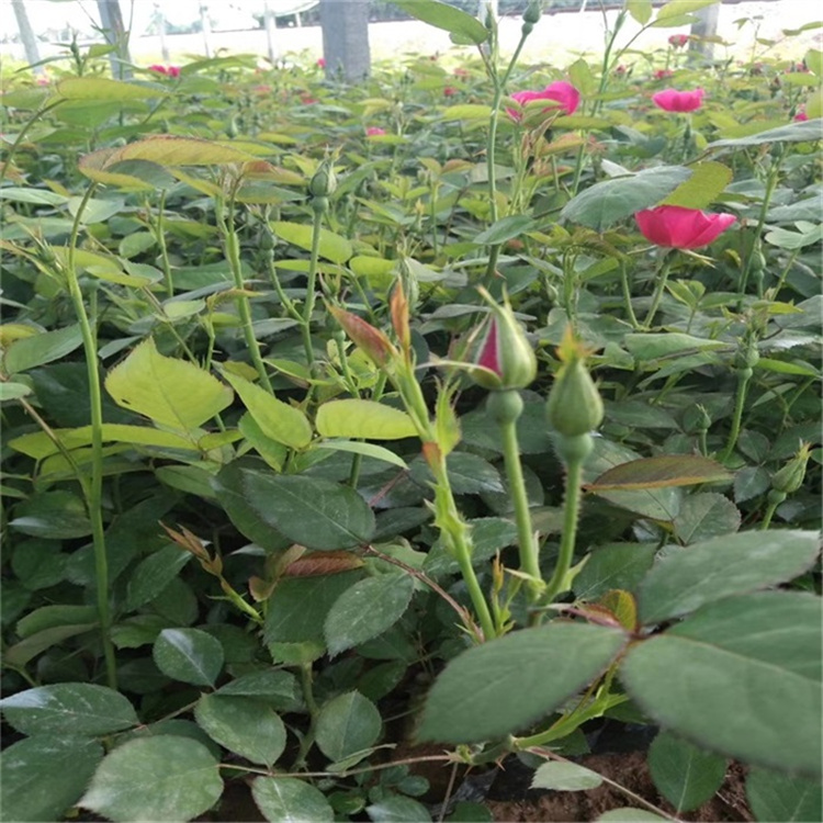 山东青州月季批发价格 大花月季 地被月季 丰花月季 品种月季 卡罗拉月季 江瑞园艺