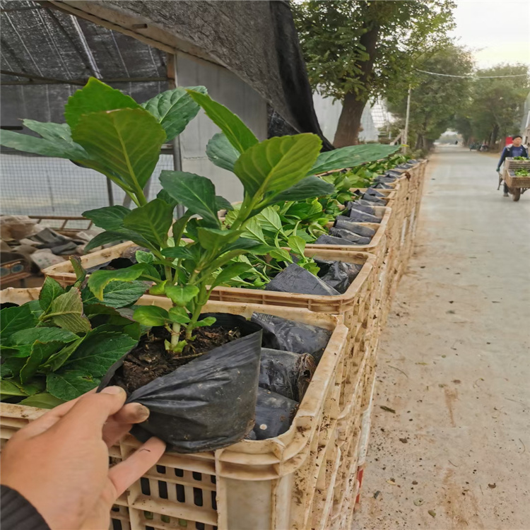 木绣球 木绣球基地 山东木绣球批发 木绣球价格 江瑞园艺木绣球直批