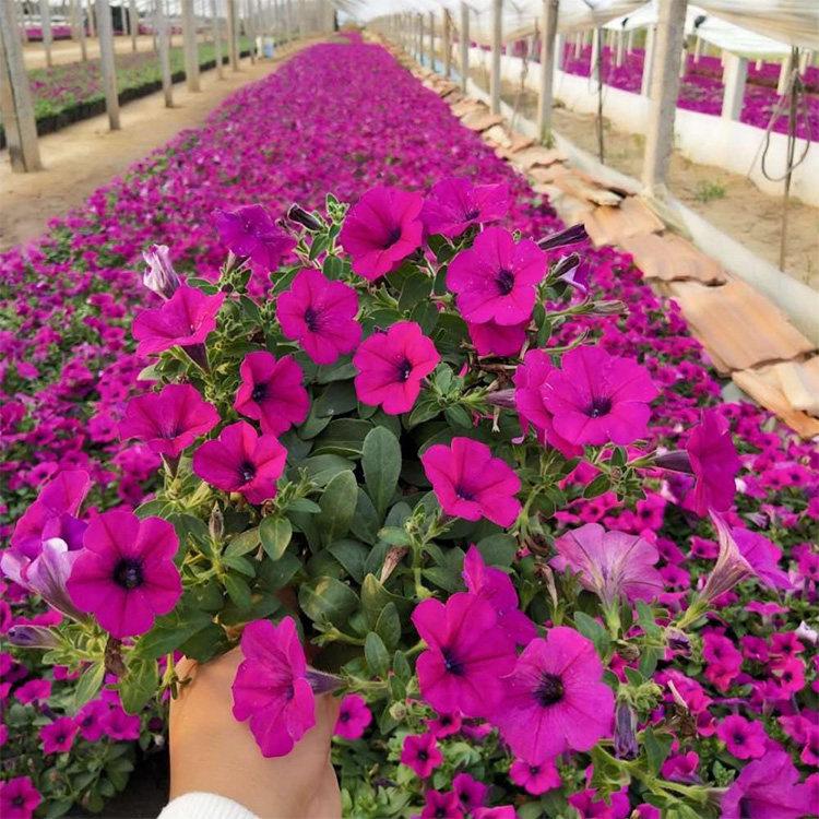 垂吊牵牛花 四季草花