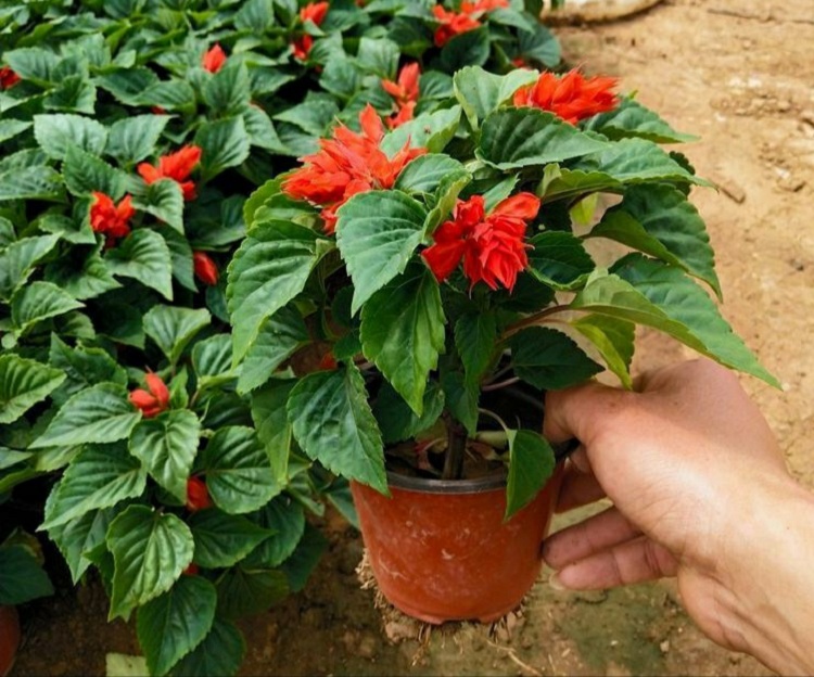 一串红 串红杯苗 时令草花基地