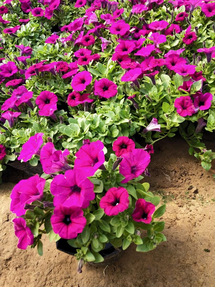 节日草花 垂吊牵牛花 花架组摆垂吊矮牵牛