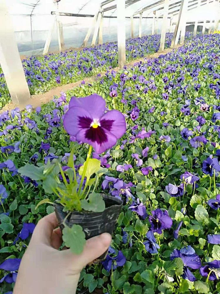 山东时令草花价格 花箱摆放用三色堇