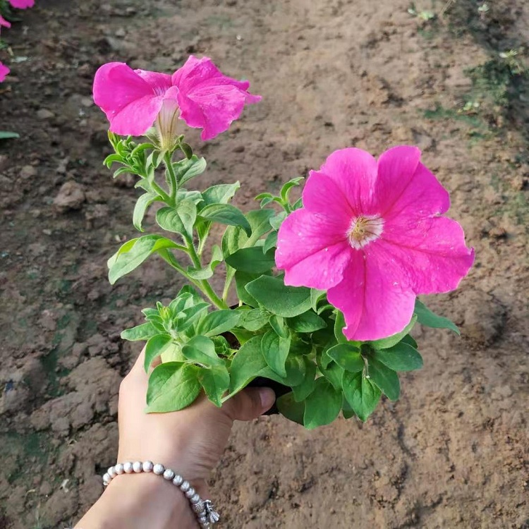草花价格 矮牵牛 矮喇叭