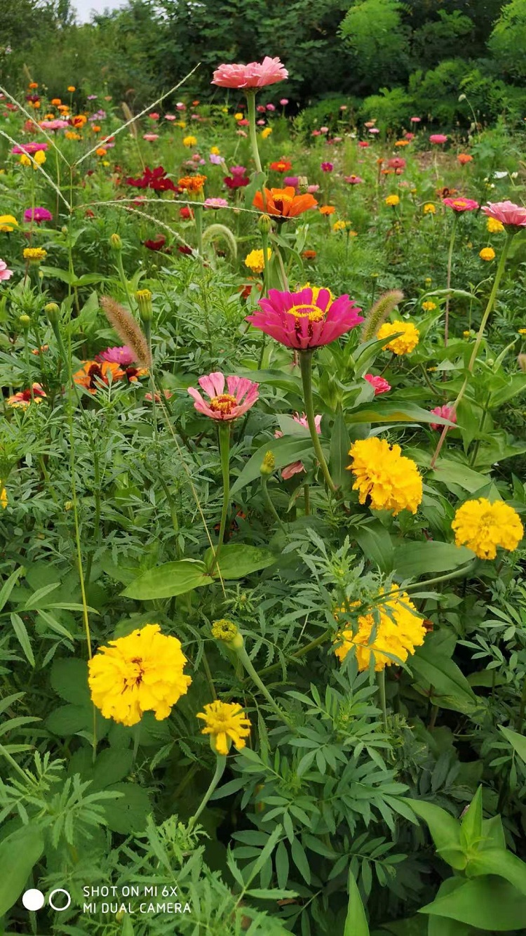 百日菊价格 顺和花卉 时令草花百日菊