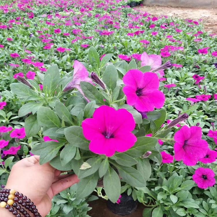垂吊牵牛花价格 垂吊矮牵牛批发