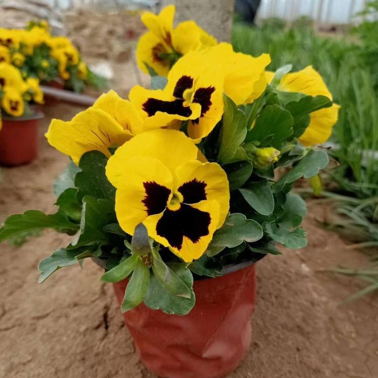 三色堇种子批发 三色堇 时令草花基地
