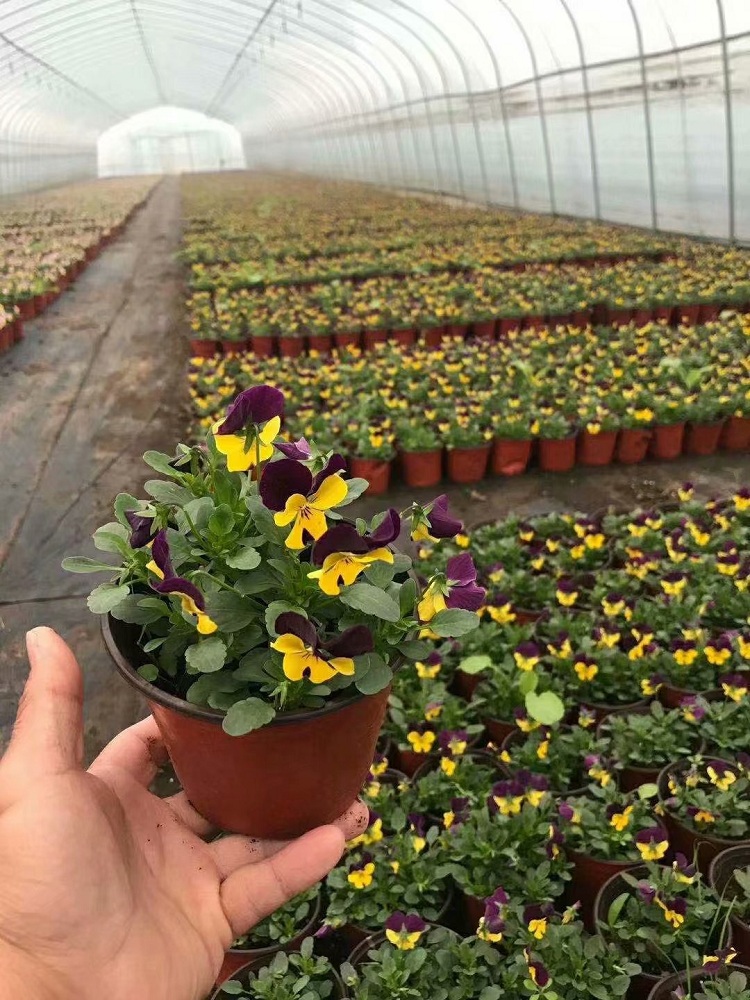 三色堇 时令草花三色堇 顺和花卉