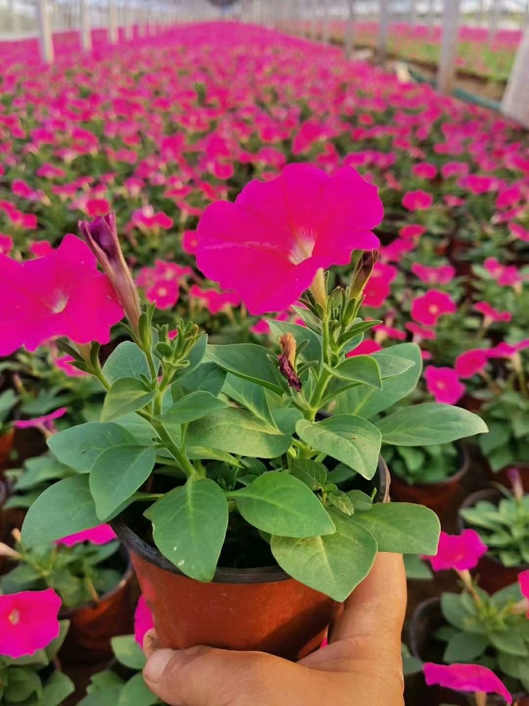 青州草花 矮牵牛 山东时令花卉