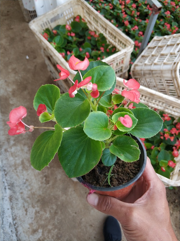玻璃海棠