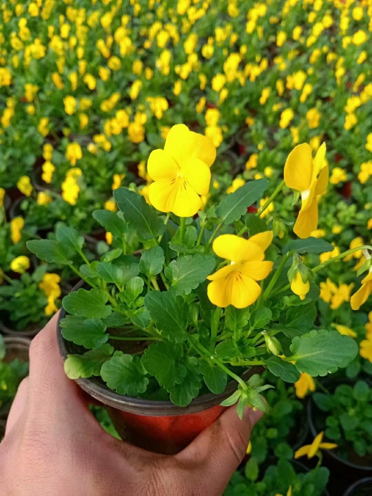 时令花卉 三色堇 组摆草花三色堇